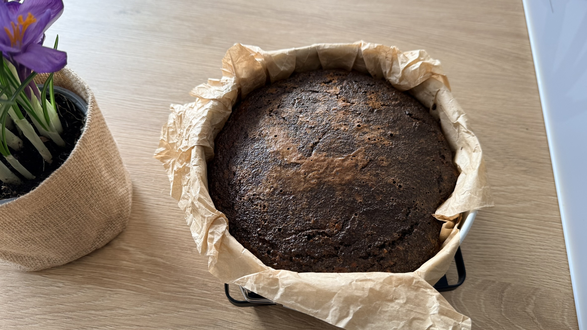 makowiec japoński makowiec japoński